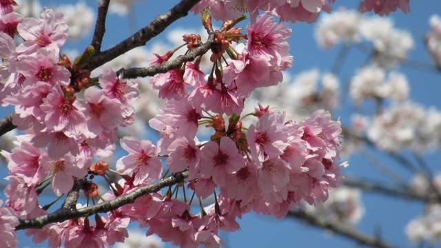 f:id:cafeee:20180424224117j:plain