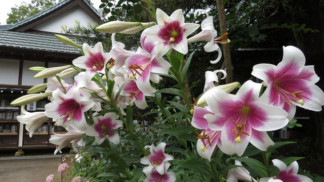f:id:cafeee:20180730223004j:plain