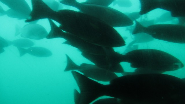 f:id:cafeee:20180928215417j:plain f:id:cafeee:20180928215417j:plain