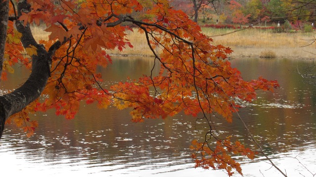 f:id:cafeee:20181204215726j:plain f:id:cafeee:20181204215726j:plain