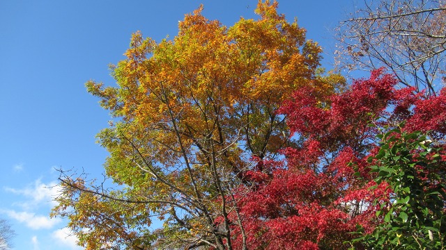 f:id:cafeee:20181212204035j:plain f:id:cafeee:20181212204035j:plain