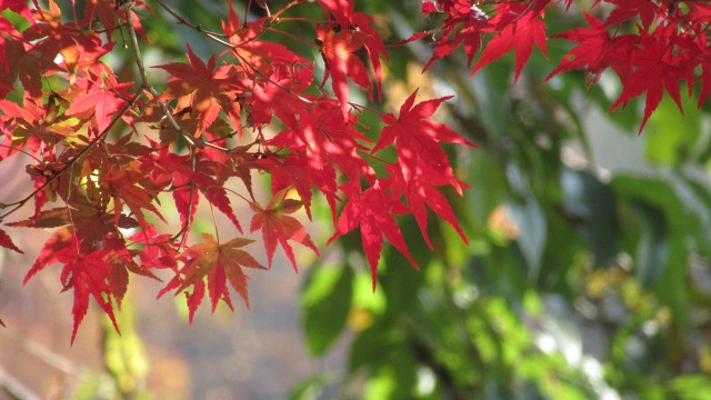 f:id:cafeee:20181218220039j:plain