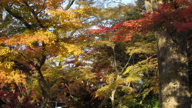 f:id:cafeee:20190105213552j:plain