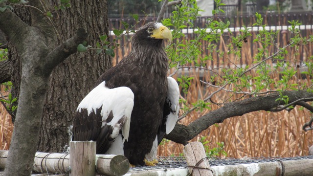 f:id:cafeee:20190410204900j:plain