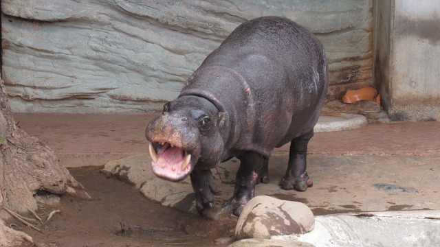 f:id:cafeee:20190410205140j:plain