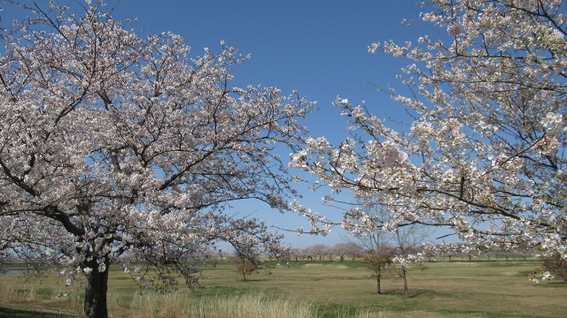 f:id:cafeee:20190424215559j:plain