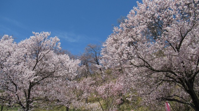 f:id:cafeee:20190506213043j:plain