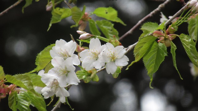 f:id:cafeee:20190523184821j:plain
