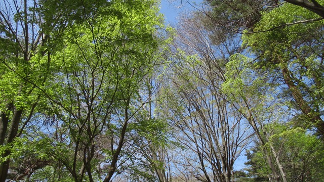 f:id:cafeee:20190611220808j:plain