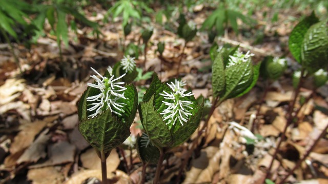 f:id:cafeee:20190613224932j:plain f:id:cafeee:20190613224932j:plain