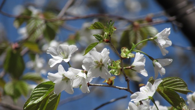 f:id:cafeee:20190613225046j:plain f:id:cafeee:20190613225046j:plain