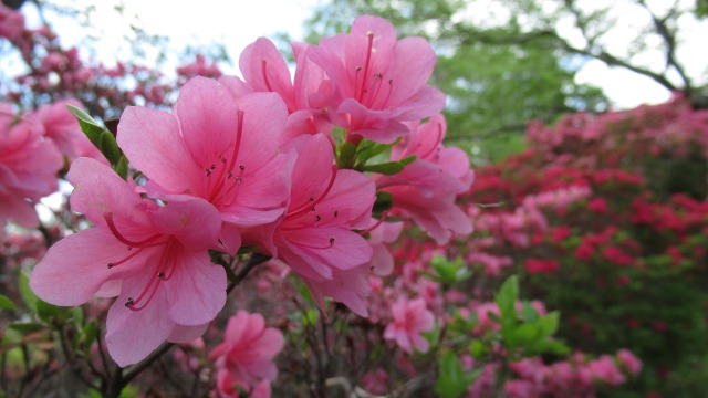 f:id:cafeee:20190619210218j:plain