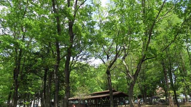 f:id:cafeee:20190622215433j:plain f:id:cafeee:20190622215433j:plain