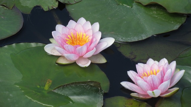 f:id:cafeee:20190622215850j:plain f:id:cafeee:20190622215850j:plain