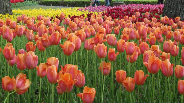 f:id:cafeee:20190717220358j:plain