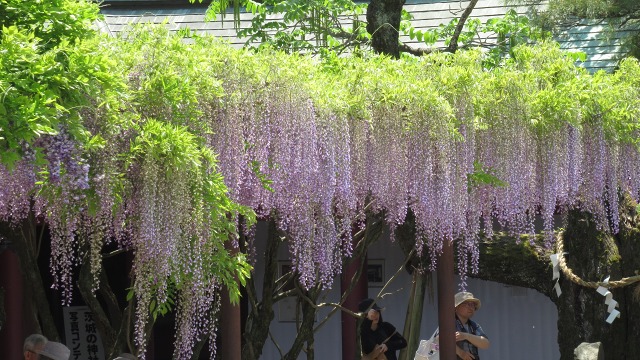 f:id:cafeee:20190719221242j:plain