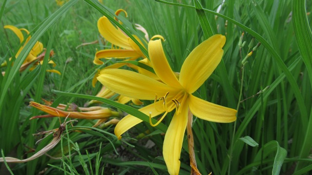 f:id:cafeee:20190723203507j:plain f:id:cafeee:20190723203507j:plain