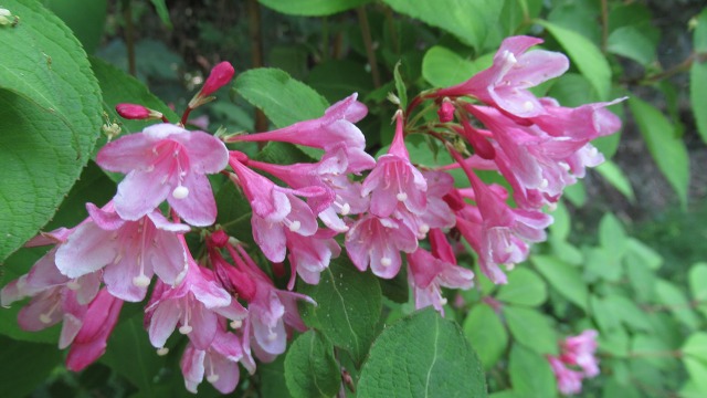 f:id:cafeee:20190723203548j:plain f:id:cafeee:20190723203548j:plain