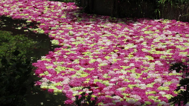 f:id:cafeee:20190725223609j:plain