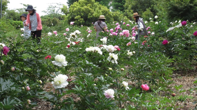 f:id:cafeee:20190725223814j:plain