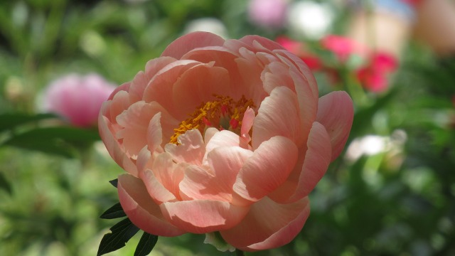 f:id:cafeee:20190725223905j:plain