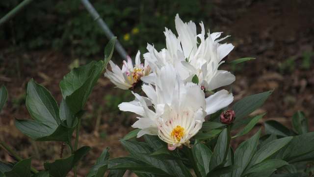 f:id:cafeee:20190725223933j:plain