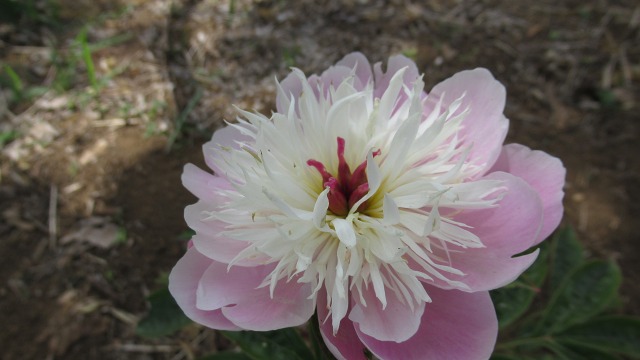 f:id:cafeee:20190725224122j:plain