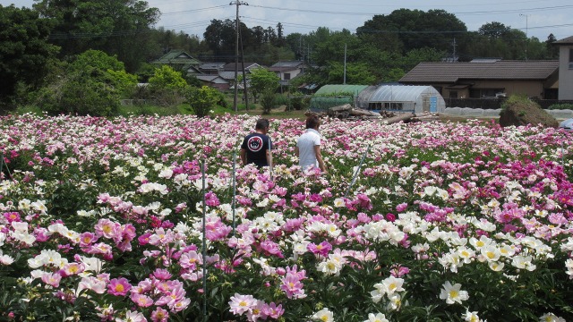 f:id:cafeee:20190725224151j:plain