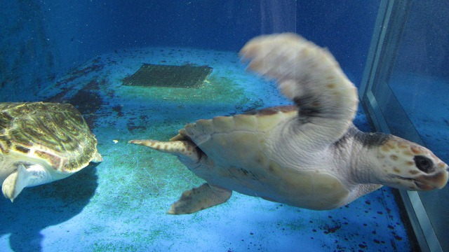 f:id:cafeee:20190806075713j:plain f:id:cafeee:20190806075713j:plain