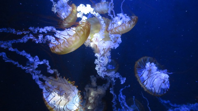 f:id:cafeee:20190806080212j:plain f:id:cafeee:20190806080212j:plain