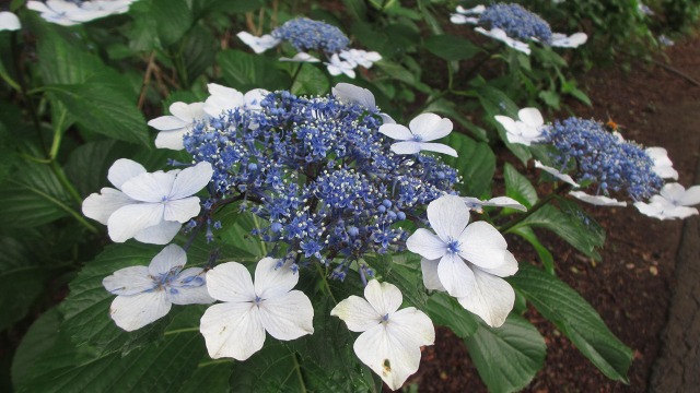 f:id:cafeee:20190810213719j:plain f:id:cafeee:20190810213719j:plain