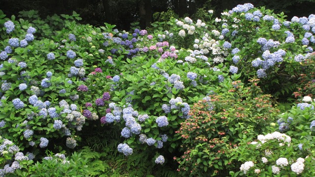 f:id:cafeee:20190811220201j:plain f:id:cafeee:20190811220201j:plain