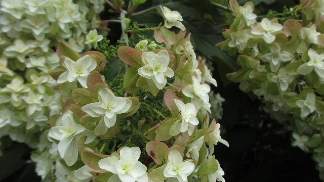 f:id:cafeee:20190811220243j:plain f:id:cafeee:20190811220243j:plain