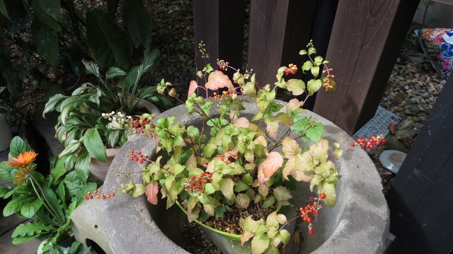 f:id:cafeee:20191027210834j:plain