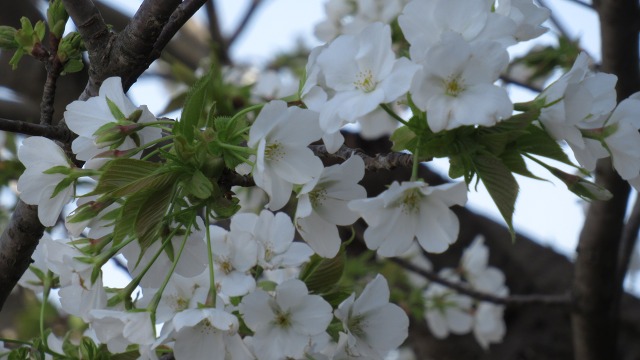 f:id:cafeee:20200510212802j:plain