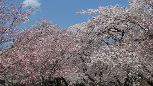 f:id:cafeee:20200614210604j:plain