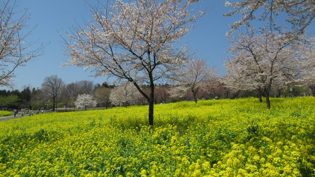 f:id:cafeee:20200614210714j:plain