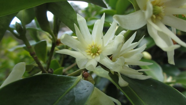 f:id:cafeee:20200702212647j:plain