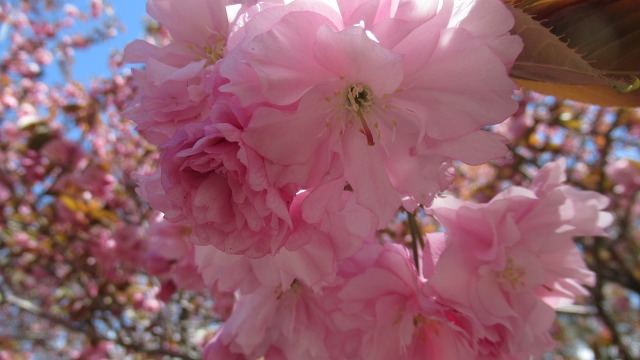f:id:cafeee:20200706222957j:plain