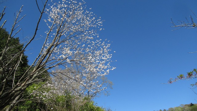 f:id:cafeee:20200708213223j:plain