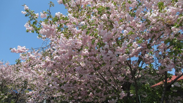 f:id:cafeee:20200715213720j:plain