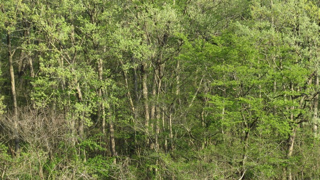 f:id:cafeee:20200716202811j:plain