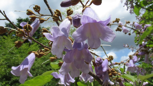 f:id:cafeee:20200830220049j:plain