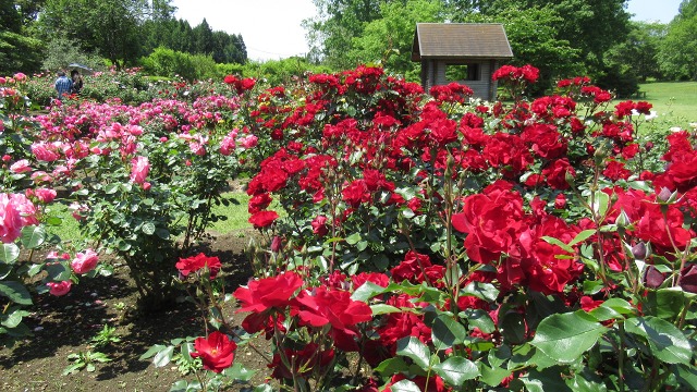 f:id:cafeee:20200901213357j:plain f:id:cafeee:20200901213357j:plain