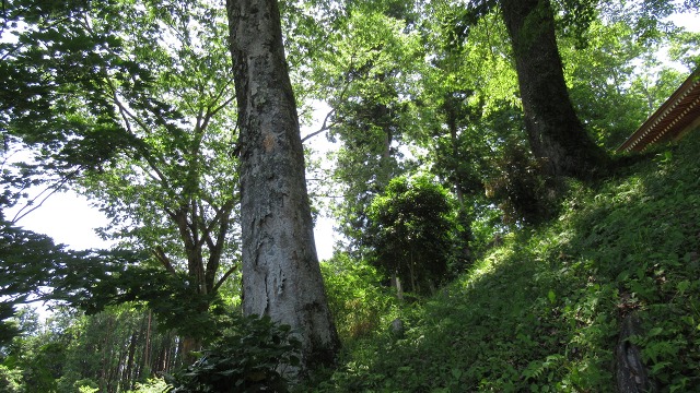 f:id:cafeee:20200907205310j:plain