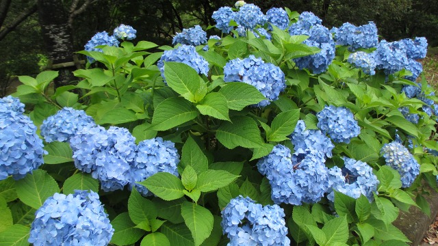 f:id:cafeee:20200909211534j:plain