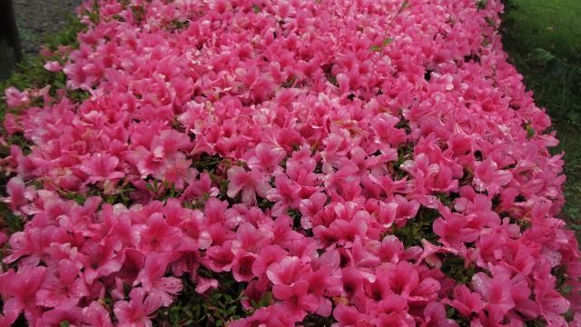 f:id:cafeee:20200909211826j:plain