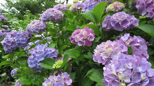 f:id:cafeee:20200913171120j:plain
