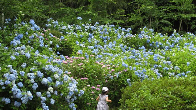 f:id:cafeee:20200916212431j:plain f:id:cafeee:20200916212431j:plain