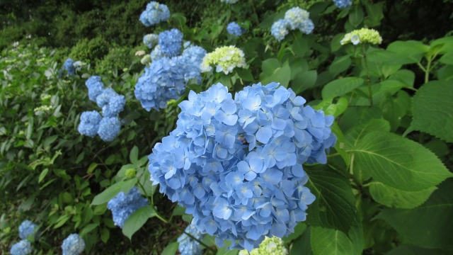 f:id:cafeee:20200916212536j:plain f:id:cafeee:20200916212536j:plain